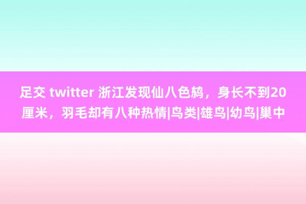 足交 twitter 浙江发现仙八色鸫，身长不到20厘米，羽毛却有八种热情|鸟类|雄鸟|幼鸟|巢中